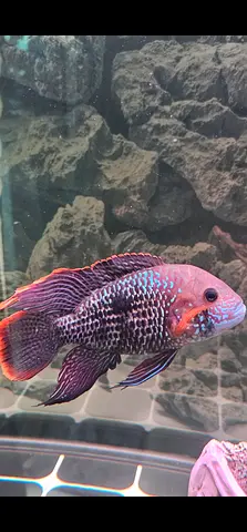 Green terror fish