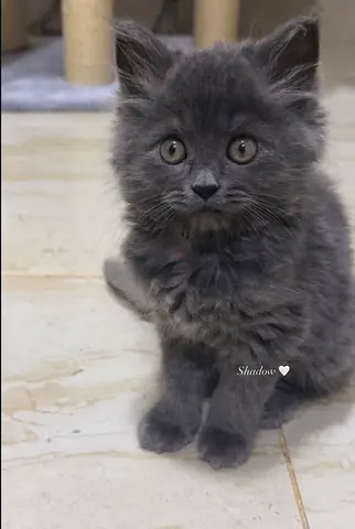 2.5-month-old British longhair