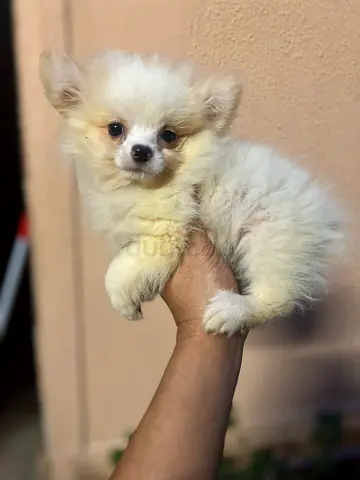 Young cream Pomeranian puppy — friendly, small size