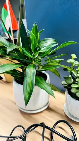 Plant