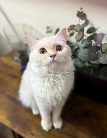 Cat for adoption