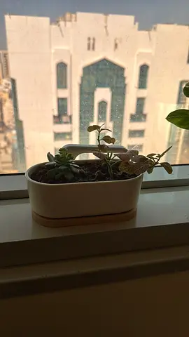 Plant