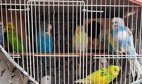 Birds