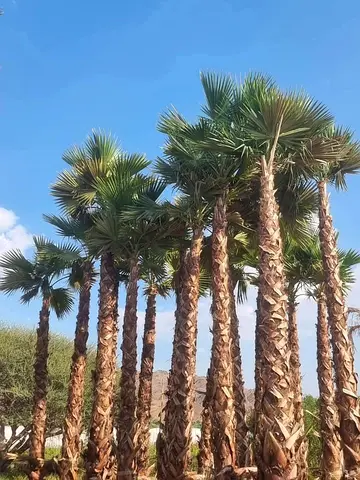 Washington palm trees