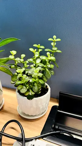 Plant