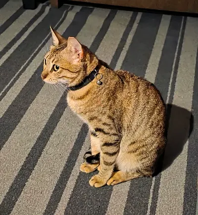Cat, 1yr old, female with passport