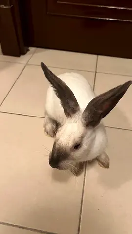 Young friendly rabbit looking for a new home Adoption/ ارانب للتبني