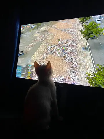 KITTEN FOR ADOPTION FREE