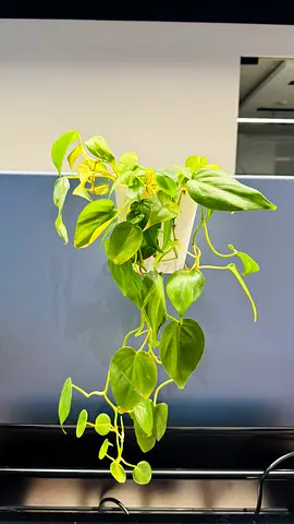 Live Plant