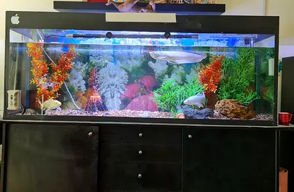 Large Aquarium
