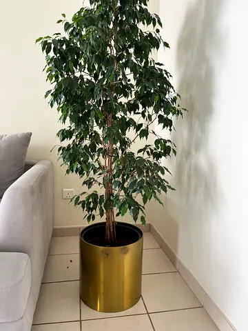 Healthy ficus 2 meter with golden pot