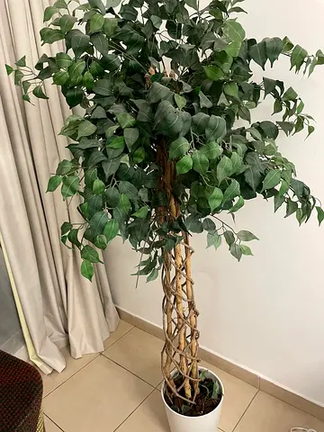 Flowers for living