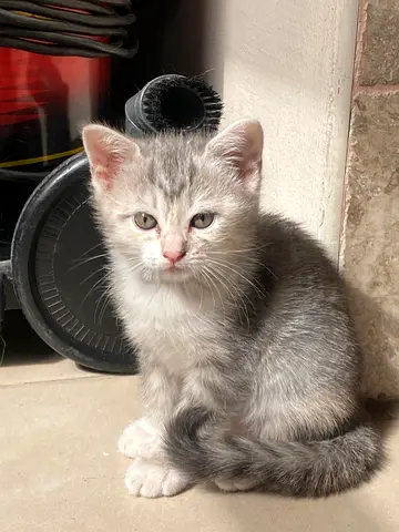 Female kittens for adoption