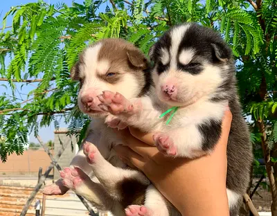 ⭐ Siberian Husky ⭐ 2 ½ month old, ready to leave home