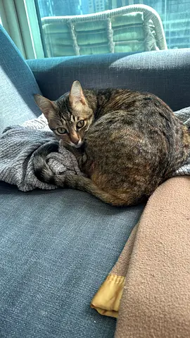 Gentle Indoor Cat (2 Years) Looking for Home, Initial Costs Covered