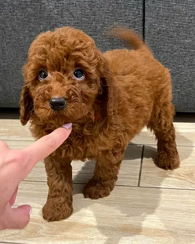 Male  Female Toy Poodle Puppies Available for a Loving Home