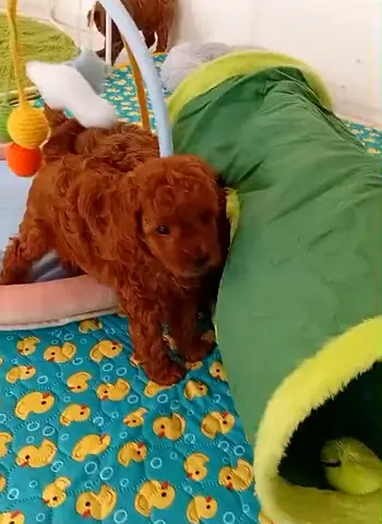 Cute Red Toy Poodle Puppies — waiting for future family