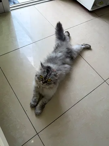 Silver long-haired cat looking for a new home