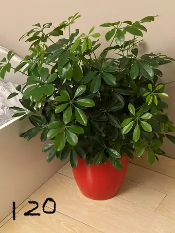 Indoor rubber and umbrella plant