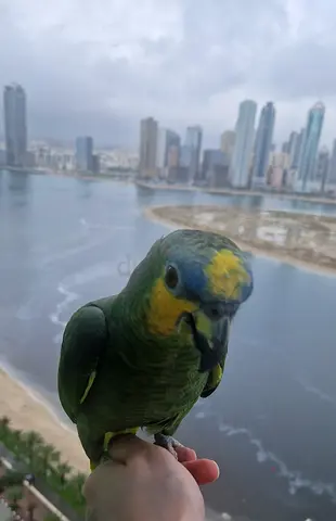 ببغاء أمازون مفقود في منطقة الخان الشارقة