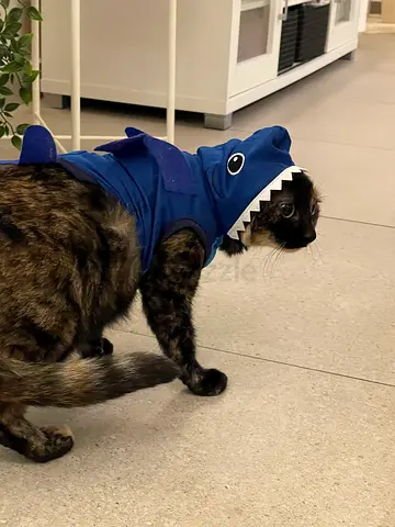 8 Year Old Female Cat NEEDS new home