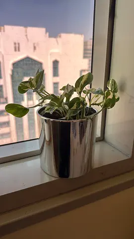 Plant