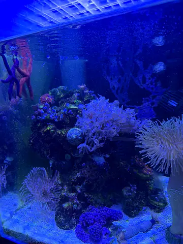 REEF TANK- FULLY HEALTHY MARINE AQUARIUM SETUP