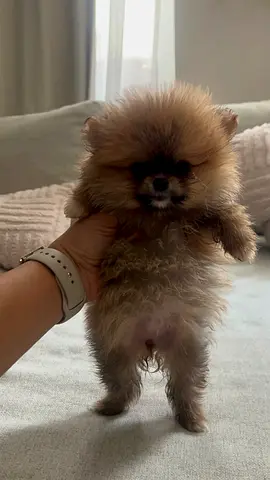 Dogs