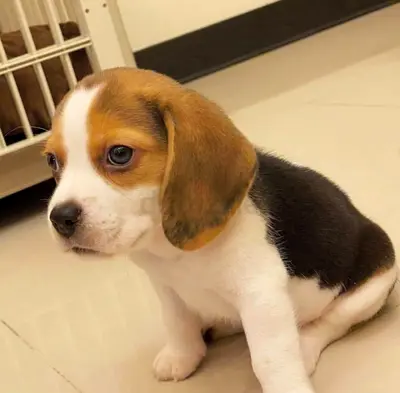 Cute Beagle Puppies Available for Loving Homes 🐾