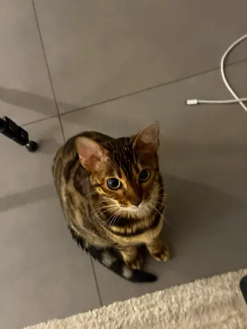 Bengal Cat, female, looking for a new home - 9mo old kitten