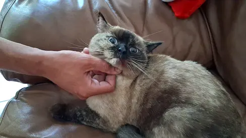 Pretty female Siamese cat looking for a new home, free adoption to the right home