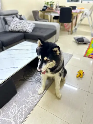 Friendly Alaskan Malmuate looking for a new home - well-trained and playful