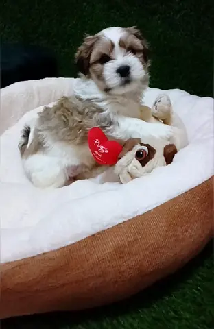 Shih tzu puppys