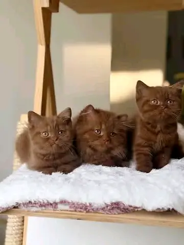 chocolate British shorthair