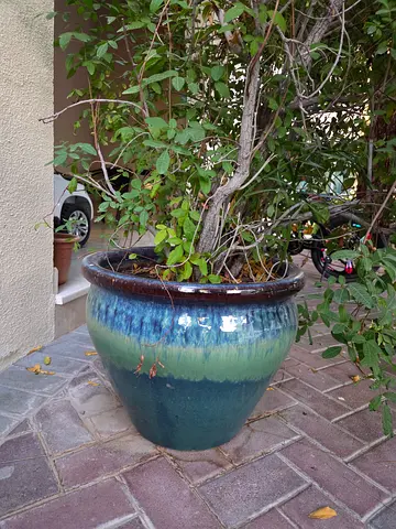 2 Large Glazed Ceramic Garden Planter Pot - Blue/Green and with healthy plants
