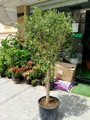 Olive tree indoor  outdoor