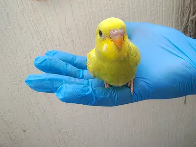 Tamed Young yellow budgie (parakeet) — hand tame, healthy