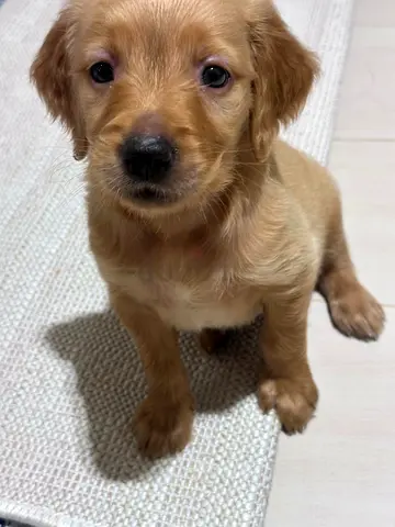 Golden Retriever Puppy – Vaccinated + Passport