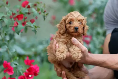 Adorable small cockapo puppy — looking for a new home