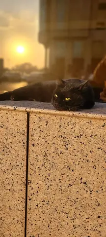 Cats for adoption