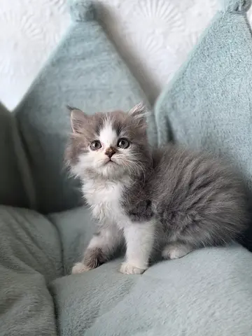 Persian