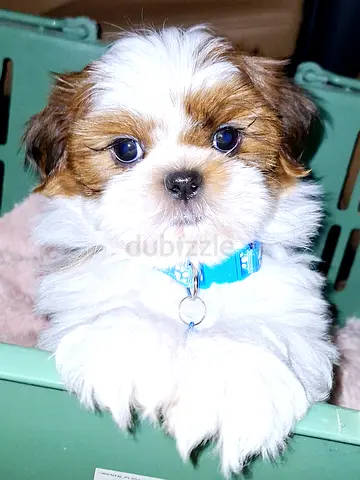 Beautiful Shihtzu Male Puppy small size dog playful boy puppies