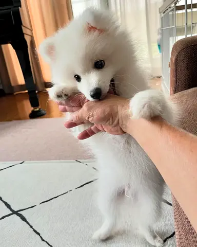 Japanese Spitz puppies