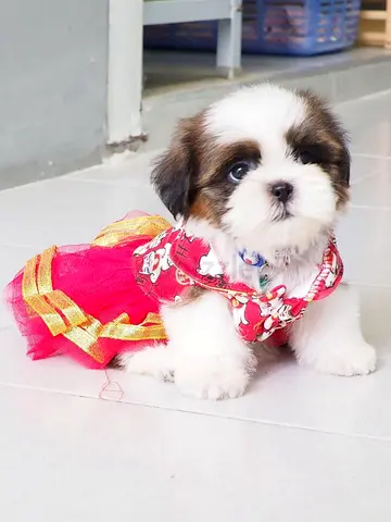 Shih Tzu Puppies