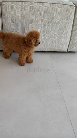 Miniature Poodle Puppy - Friendly, Well Groomed