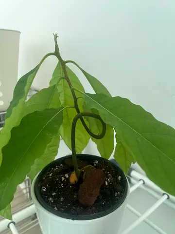 Healthy Home Plants 🌿 Spathiphyllum, Anthurium, Avocado  more