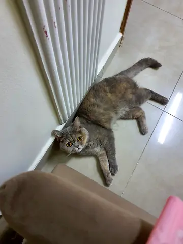 Free cat adoption