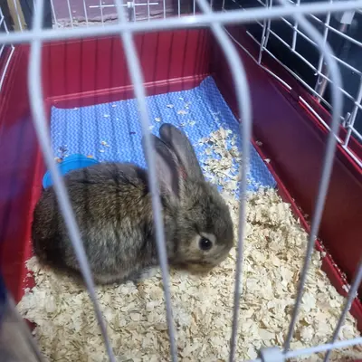 Pet