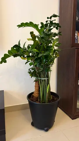 Indoor plant | ZZ plant with pot