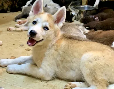 ⭐ Akita Inu 2½-Month Puppy ⭐ female - (Hatchi) - symbol of loyalty